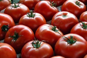 بازیابی آسیب ریوی با خوردن سیب و گوجه فرنگی