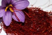 صادرات طلای سرخ آب رفت