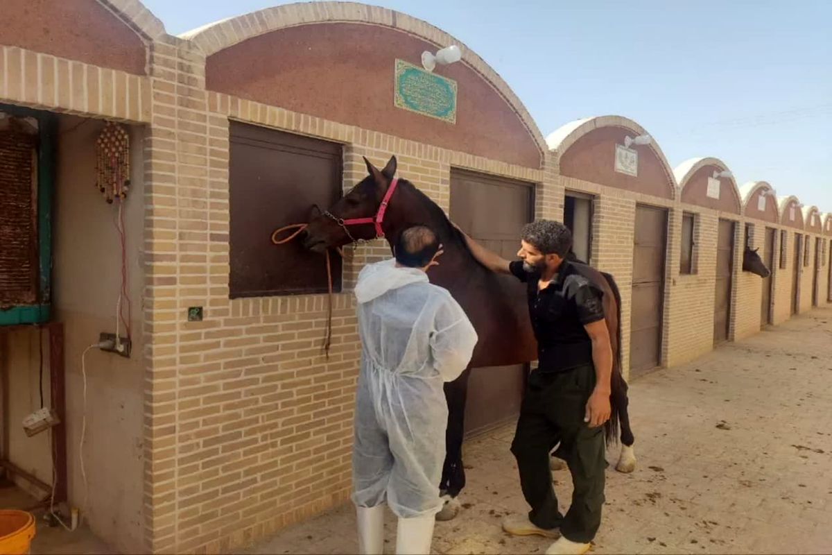 تست مشمشه