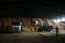 آغاز ترخیص و بارگیری ۸ هزار تن کنجاله سویا وارداتی از گمرک شهید رجایی