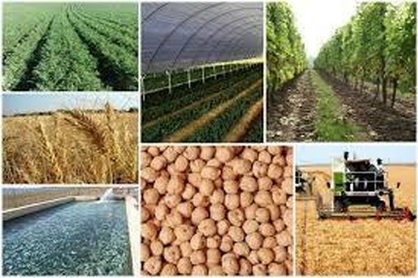 قیمت روز محصولات کشاورزی جهان؛ از برنج و گندم تا ذرت و سویا