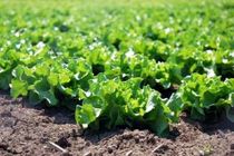 پیش بینی برداشت بیش از ۳۰ هزار تن کاهو و کلم در شهرستان فریدن