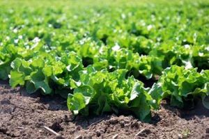 تولید ۲۶ هزار تن کاهو به ارزش ۶ هزار میلیارد ریال در آمل