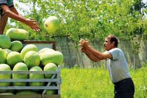 کشاورزان لرستان، الگوی کشت را رعایت کنند/از ورود کشاورزان غیربومی جلوگیری شود