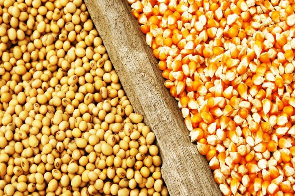 نهاده‌های دامی