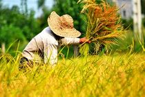 گیلان رتبه نخست سطح زیرکشت و رتبه دوم تولیدکننده برنج کشور