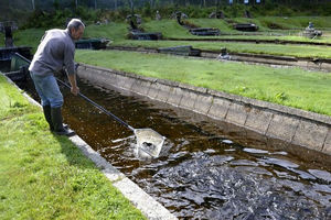 164مورد بازدید و پایش بهداشتی از مراکز تکثیر و پرورش آبزیان در اردبیل