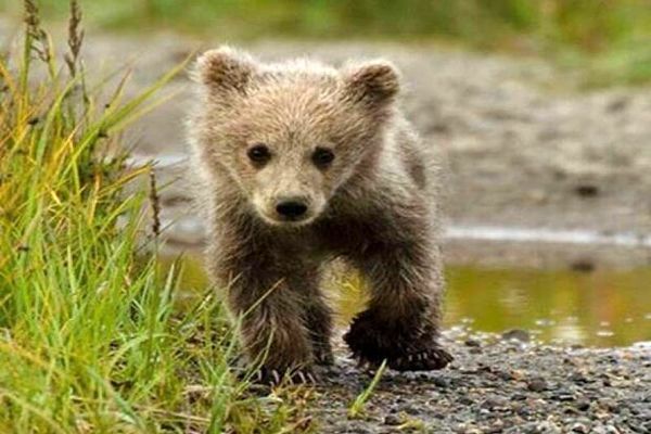 شایعه گم شدن دومین بچه‌خرس‌ در پارک پردیسان تکذیب شد