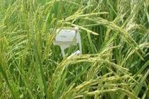 رهاسازی زنبور تریکوگراما در شالیزارهای ۱۸ روستای محمودآباد