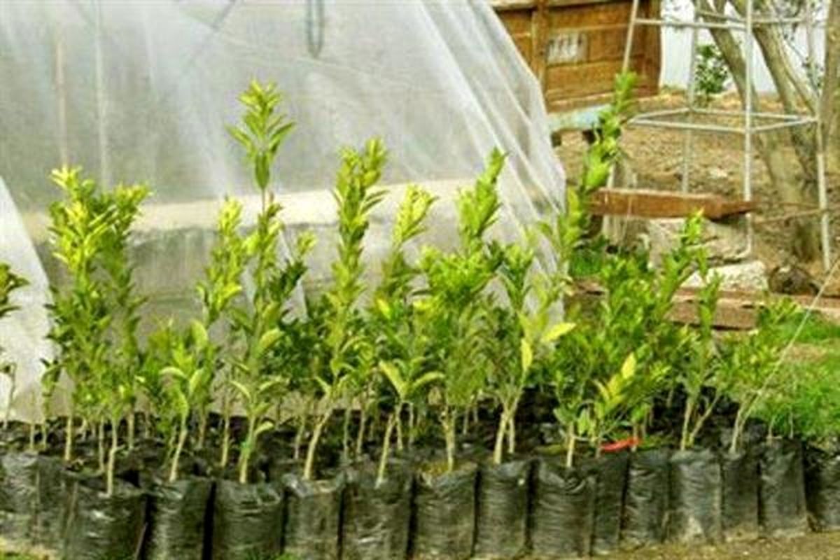 اصفهان- کاشت نهال در بقاع متبرکه