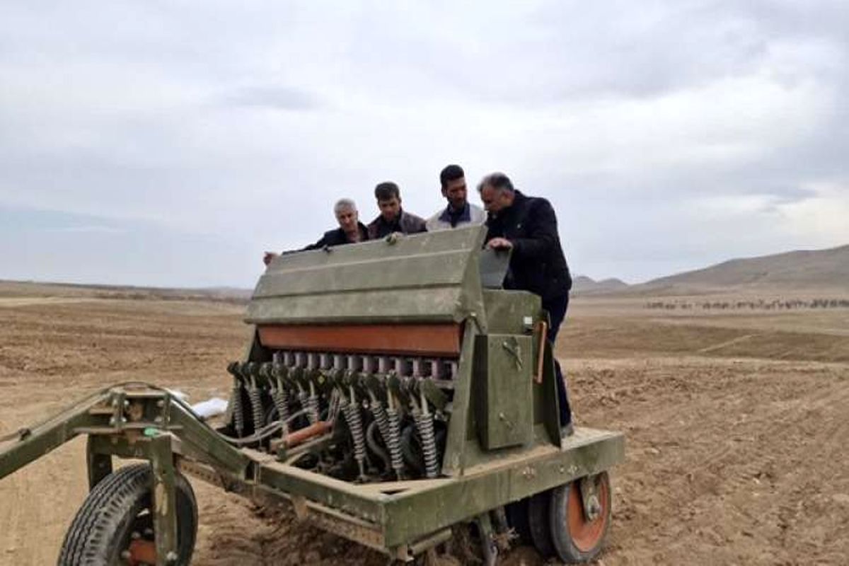 گیاه دارویی