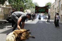 ممنوعیت ذبح دام در معابر عمومی در ایام تاسوعا و عاشورا