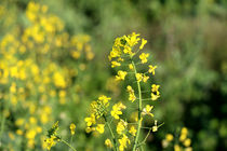 سطح زیرکشت کلزا در کشور 3 برابر شد