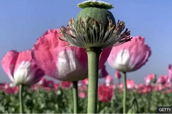 کشت «شقایق الیفرا» برای تامین موادمخدر دارویی کشور تصویب شد