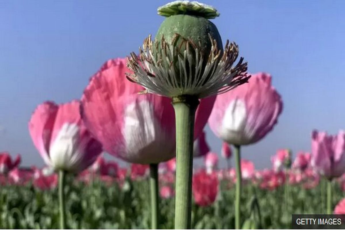 شقایق الیفرا