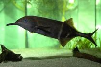 گونه ای از ماهی که مثل انسان فکر می کند