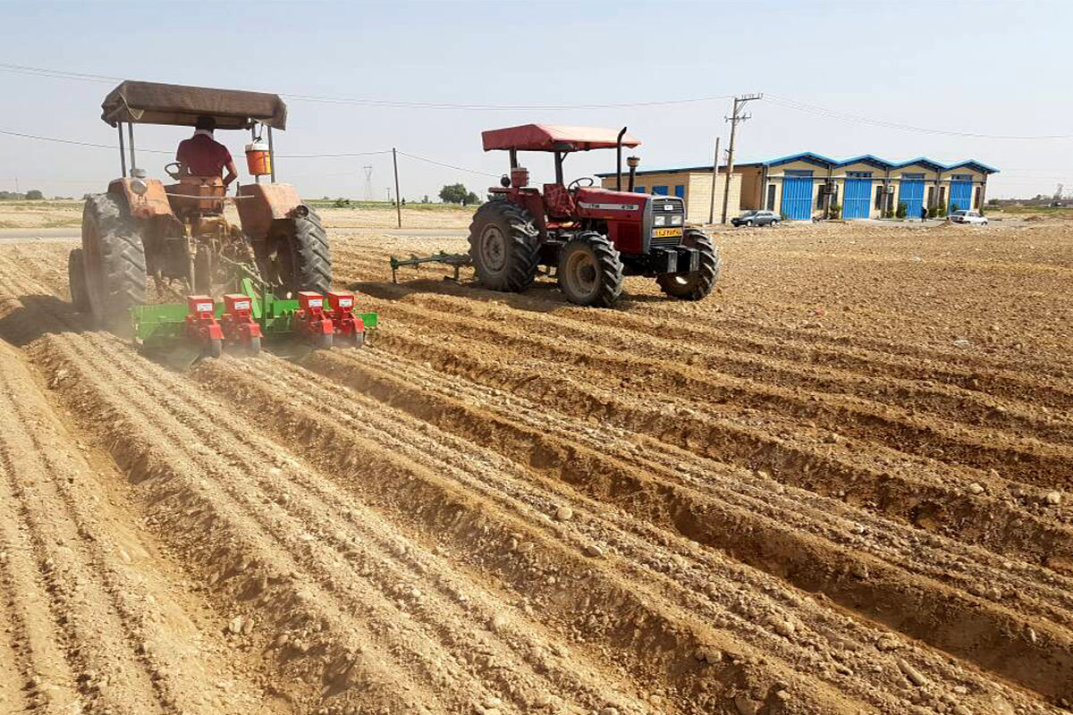  کشت پاییزه  محصولات دیم