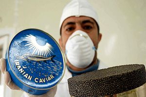 معاون وزیرکشاورزی: تا ۲۰ سال دیگر نمی‌توانیم خاویار دریایی صادر کنیم