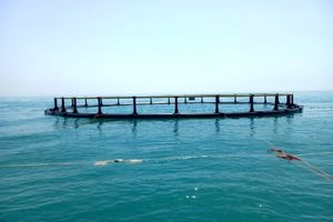 گام بلند خوزستان برای توسعه پرورش ماهی در قفس برداشته شد