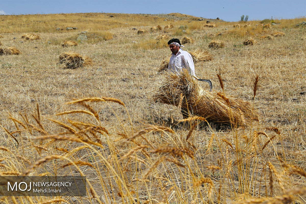 برداشت گندم در شهرستان اهر