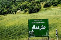 پایش جنگل فندقلو با نصب دوربین مستمر انجام می شود