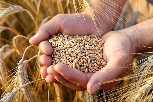 امنیت غذایی باید بر پایه تولید داخلی استوار بماند، نه وابستگی به واردات/اولویت باید حمایت از کشاورز ایرانی باشد