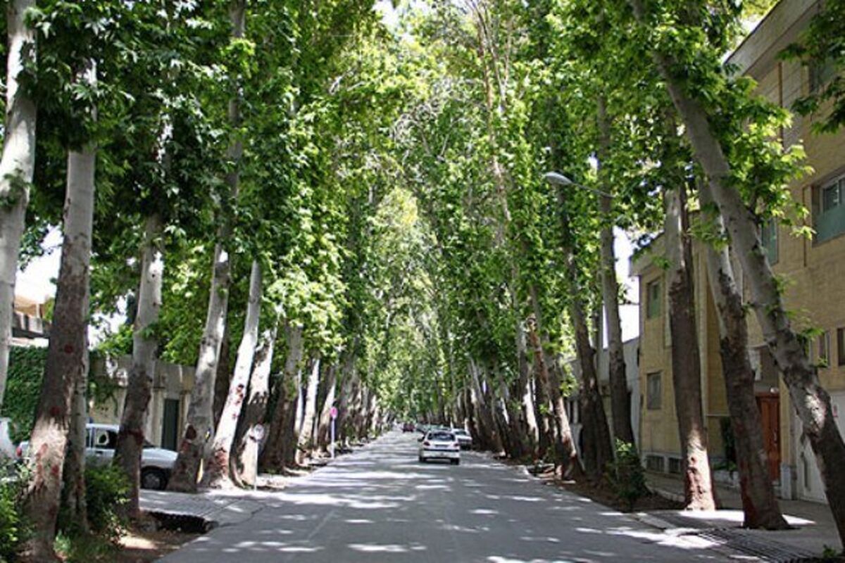 درختان چنار