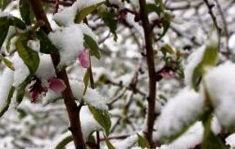 ۳۹ هزار هکتار از سطح باغات استان اردبیل دچار سرمازدگی شدهاند