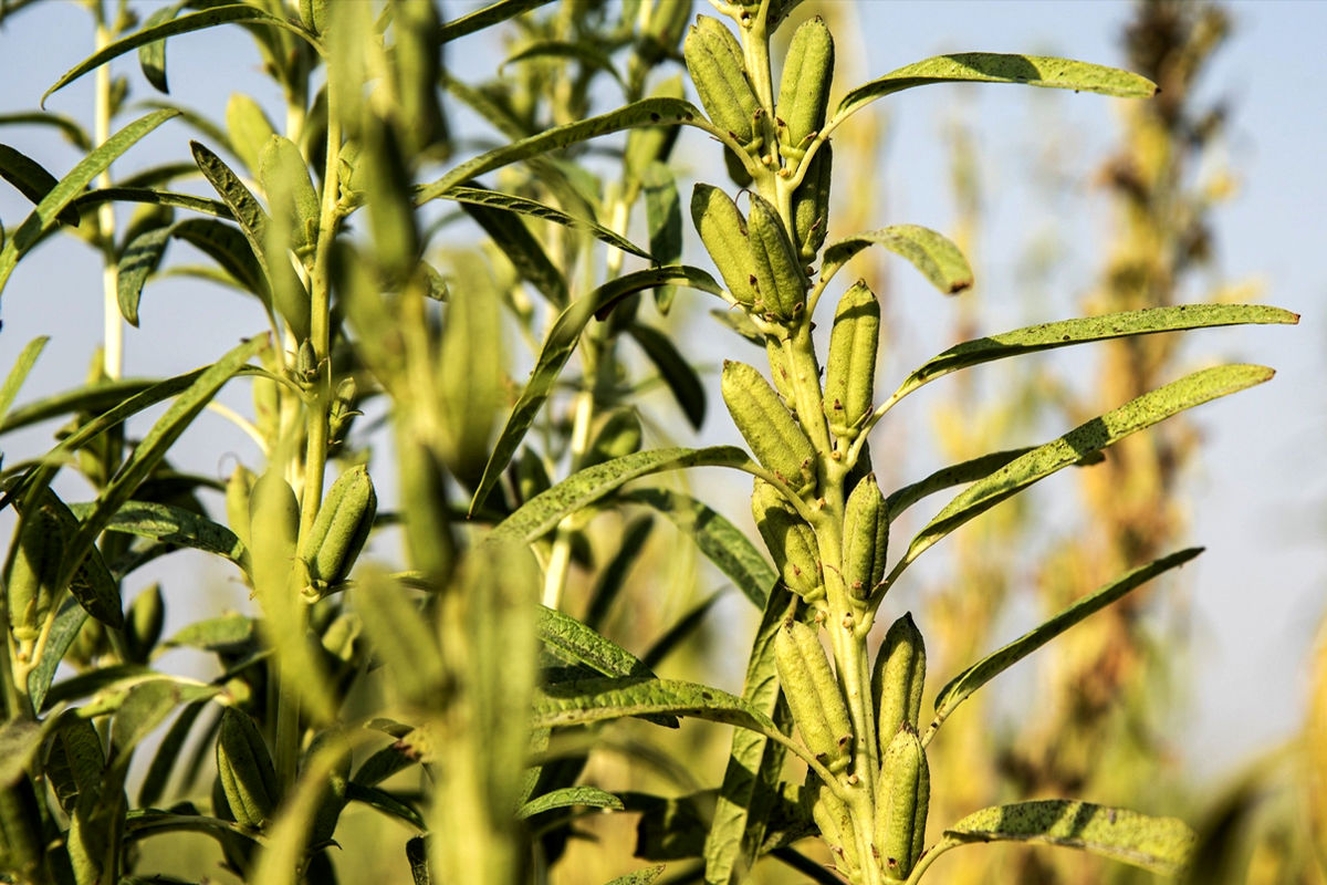  کشت کنجد در داورزن