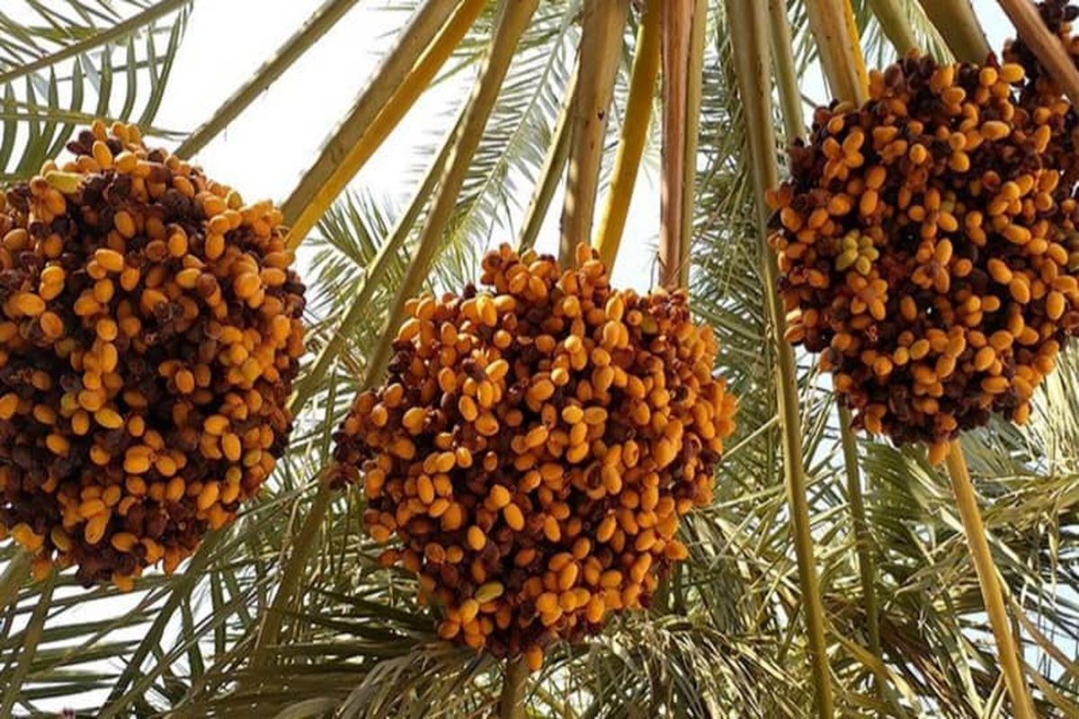 برداشت خرما