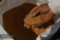 ۵ هزار تن گندم مازاد بر مصرف از کشاورزان هرمزگانی خریداری شد
