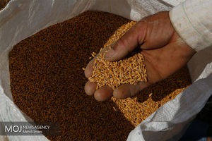 ۵ هزار تن گندم مازاد بر مصرف از کشاورزان هرمزگانی خریداری شد