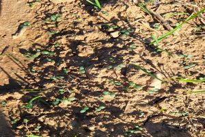 کشت کاملینا در اندیمشک ؛ گامی موثر برای آینده کشاورزی است