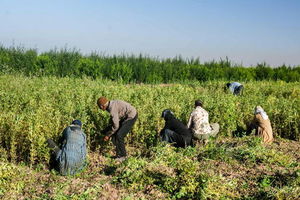 توصیه‌های هواشناسی کشاورزی برای روزهای ابتدایی خرداد