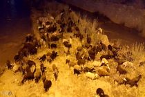 لحظه زیبای پناه گرفتن یک چوپان و گله‌اش از باران شدید زیر صخره‌ها + فیلم