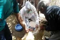 واکسیناسیون ۵۹۴ هزار راس دام سبک در لرستان