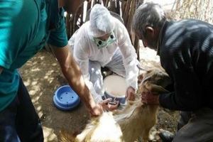 واکسیناسیون ۵۹۴ هزار راس دام سبک در لرستان