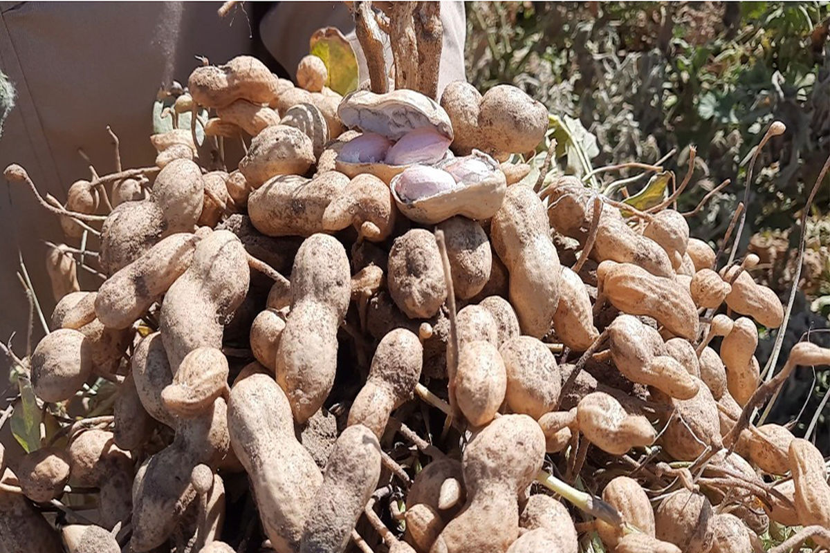  محصول بادام زمینی گناباد