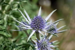 بوقناق چیست؟/ خواص و تاثیرات درمانی بوقناق و موارد منع مصرف!