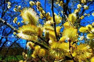 پیش بینی برداشت 400 تن بیدمشک از باغ های کاشان