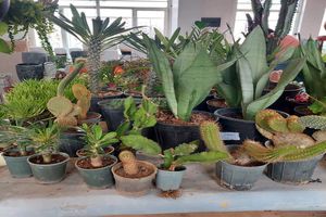 نمایشگاه‌های دائمی گل و گیاه برای تبادل با پسماند خشک راه‌اندازی شد