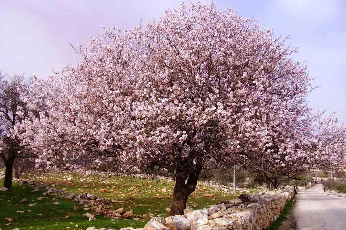 شکوفه های بادام 