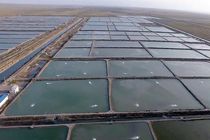 واگذاری بزرگترین سایت پرورش میگوی کشور در بندرلنگه