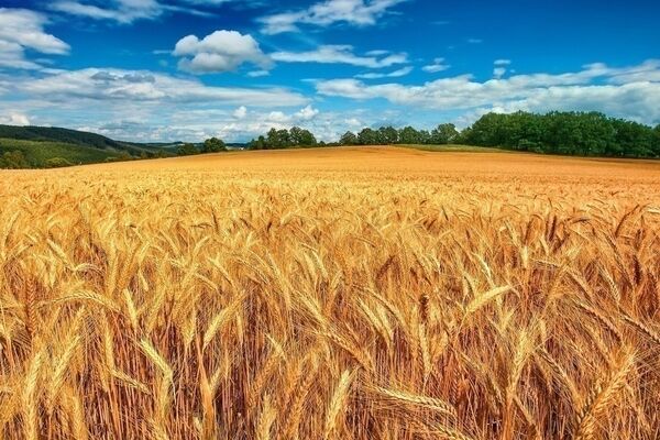 هدفگذاری تولید ۱۲ میلیون تن گندم