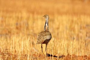 مشاهده و ثبت مجدد گونه هوبره در حاشیه منطقه حفاظت‌شده سبزکوه