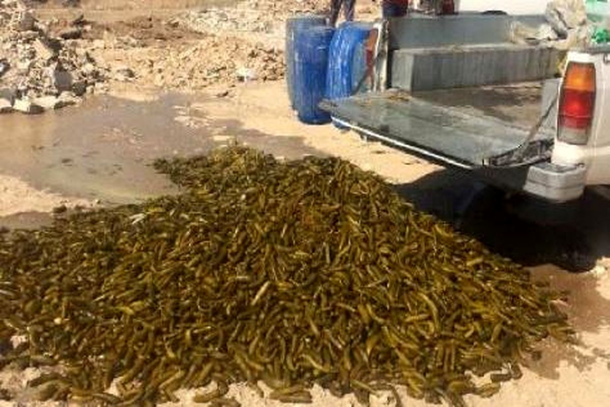 معدوم سازی خیارشور فاسد