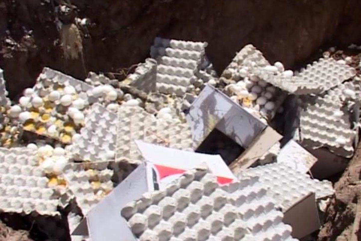 معدوم سازی تخم مرغ فاسد