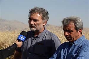 کیفیت برخی از مزارع کلزای کرمانشاه با مزارع اروپایی برابری می‌کند
