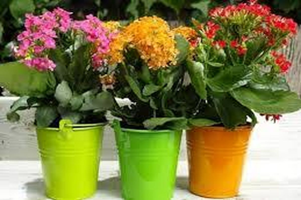 گل و گیاه مازندران