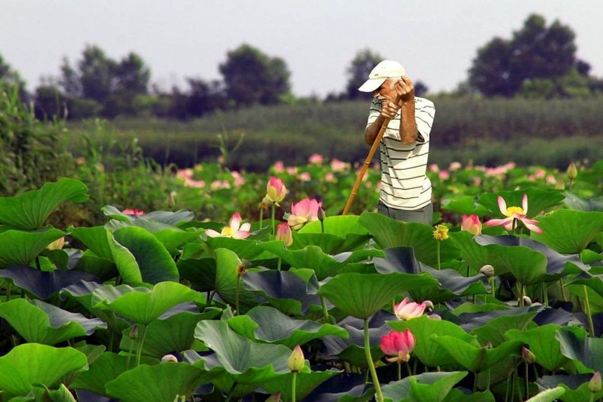 رئیس اداره حفاظت احیای تالاب‌های گیلان